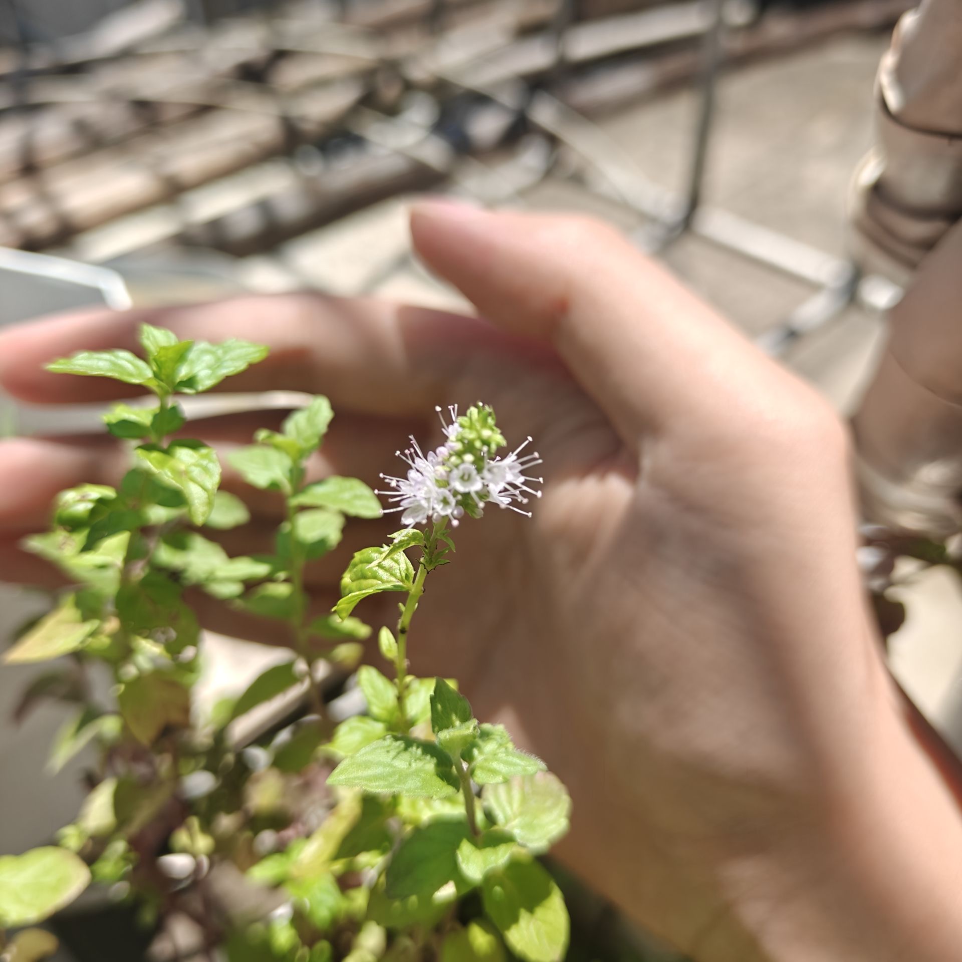 薄荷也开花